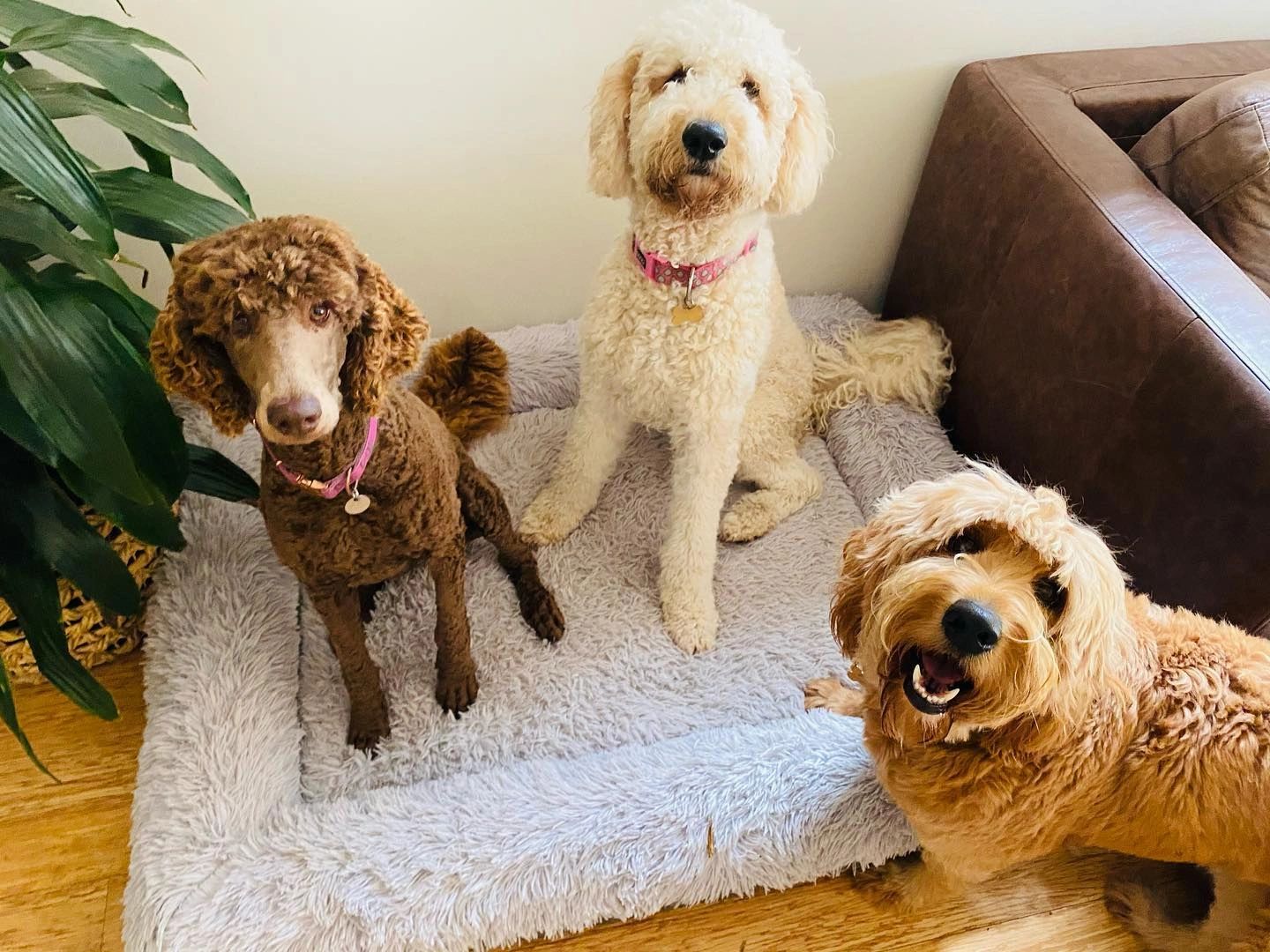 Groodle generations explained